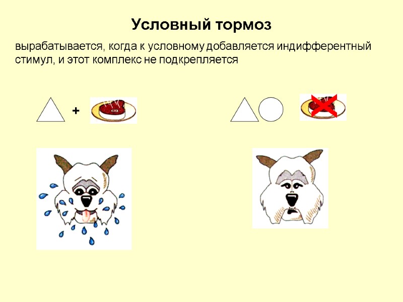 Условный тормоз вырабатывается, когда к условному добавляется индифферентный стимул, и этот комплекс не подкрепляется